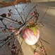 Osterei mit Apfelblüte Blätter, Royal Copenhagen Oster 2024