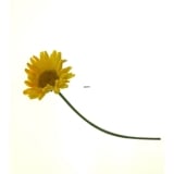 Artificial gerbara flower, yellow