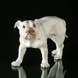 Stor hvid Bulldog, Bing & Grøndahl hundefigur nr. 1605