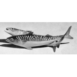Paar Makrele, Bing & Gröndahl Fischfigur