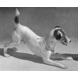 Foxterrier spielt, Bing & Gröndahl Hund Figur Nr. 1723