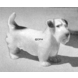 Stående Sealyham Terrier, Bing & Grøndahl hunde figur nr. 2085