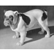 Engelsk Bulldog, Bing & Grøndahl hundefigur nr. 2110
