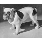 English Bulldog, Bing & Grondahl dog figurine