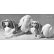 Japanese Chin, Bing & Grondahl dog figurine no. 2123