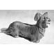 Stående Skye Terrier, 25,5cm, Bing & Grøndahl hundefigur nr. 2130