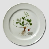 Flora Danica plate, Wild Strawberry