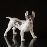 Bulldog, Royal Copenhagen figur af hund nr. 1457