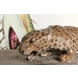 Kravlende leopard, stor, Royal Copenhagen figur nr. 472, Meget sjælden