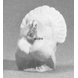 Turkey, Royal Copenhagen bird figurine no. 4784