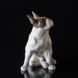 French Bulldog, Royal Copenhagen dog figurine no. 956